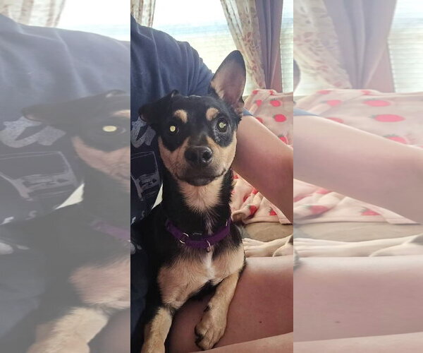 Medium Photo #2 Chihuahua-Unknown Mix Puppy For Sale in New London, WI, USA