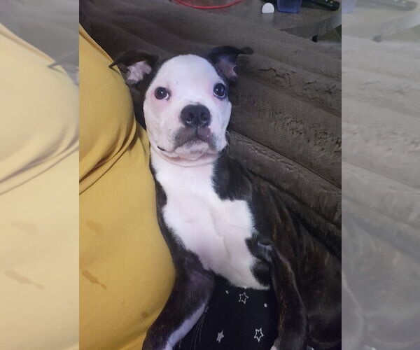 Medium Photo #10 Boston Terrier Puppy For Sale in MITCHELL, IN, USA