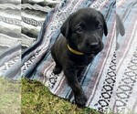 Puppy Lighting Labrador Retriever