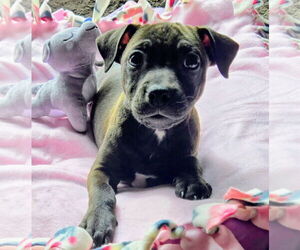 Mutt Dogs for adoption in Royal Palm Beach, FL, USA