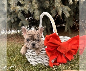 French Bulldog Puppy for sale in MIDDLEBURY, IN, USA