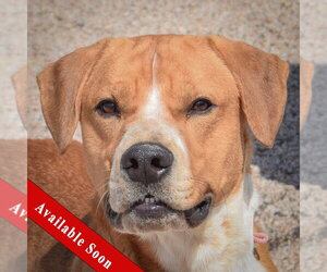 Bulloxer Dogs for adoption in Huntley, IL, USA