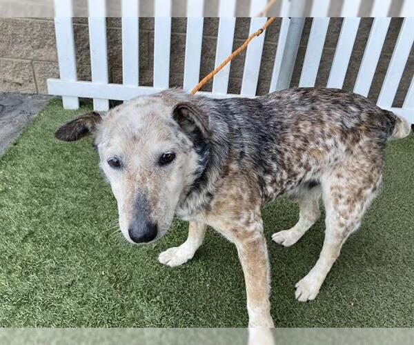 Medium Photo #1 Bull Terrier-Texas Heeler Mix Puppy For Sale in Modesto, CA, USA