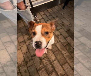 Smiley - Male Mutt Dog for Adoption - Photo #4