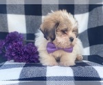 Small Photo #6 Shorkie Tzu Puppy For Sale in LAKELAND, FL, USA