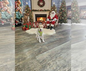 Alvin - Male Jack Russell Terrier Dog for Adoption - Photo #3