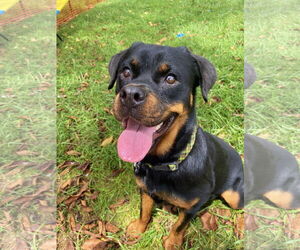 Rottweiler Dogs for adoption in Mooresville, NC, USA