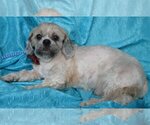 Small Photo #3 Shih Tzu-Unknown Mix Puppy For Sale in Cuba, NY, USA