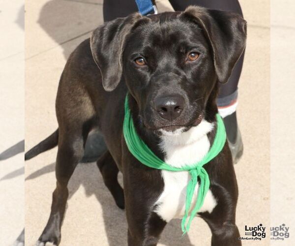 Medium Photo #5 Borador Puppy For Sale in Washington, DC, USA