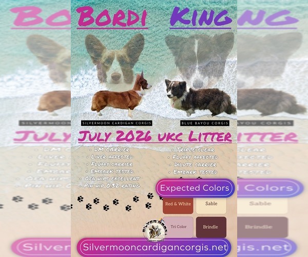 Medium Photo #1 Cardigan Welsh Corgi Puppy For Sale in KEMPNER, TX, USA