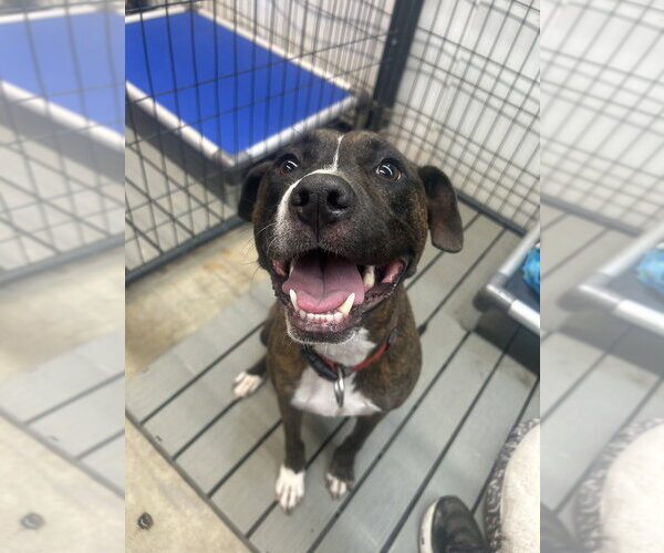 Medium Photo #2 Boxer-Unknown Mix Puppy For Sale in Foristell, MO, USA