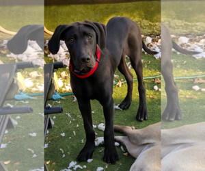 Great Dane-Unknown Mix Dogs for adoption in Woodbury, NY, USA