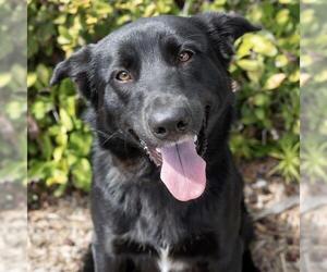 Labrador Retriever-Unknown Mix Dogs for adoption in San Diego, CA, USA