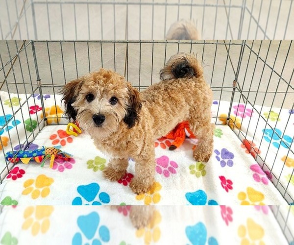 Medium Photo #1 Havapoo Puppy For Sale in ORO VALLEY, AZ, USA
