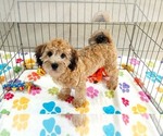 Rex - Male Havapoo Puppy for Sale - Small photo