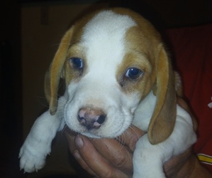 Beagle Dogs for adoption in OZARK, MO, USA