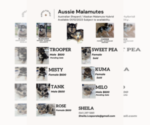 Alaskan Malamute-Australian Shepherd Mix Puppy for Sale in NORTH BEND, Oregon USA