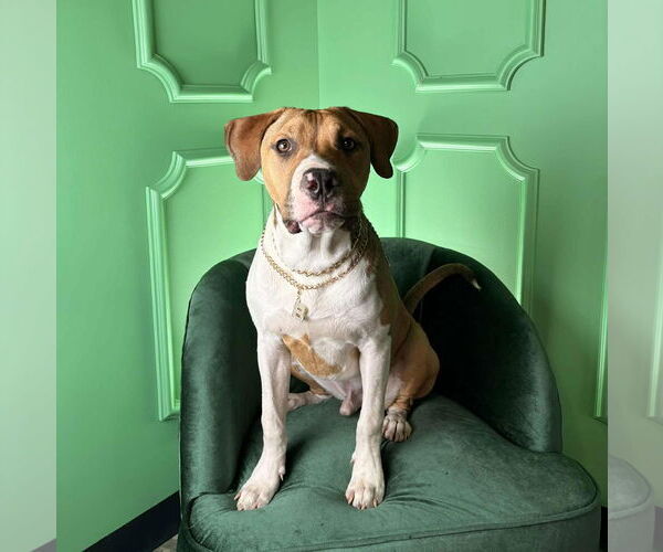 Medium Photo #3 American Pit Bull Terrier-Unknown Mix Puppy For Sale in Germantown, OH, USA
