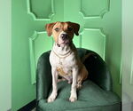 Small #2 American Pit Bull Terrier Mix
