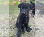 Small Photo #23 German Shepherd Dog Puppy For Sale in WEST POINT, VA, USA