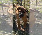 Small Photo #2 Mutt Puppy For Sale in Canton, CT, USA