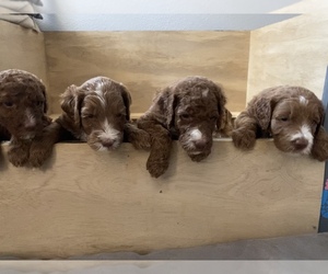 Goldendoodle Puppy for sale in MORENO VALLEY, CA, USA