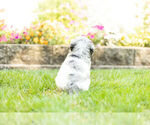Small Photo #5 Labradoodle Puppy For Sale in NAPPANEE, IN, USA