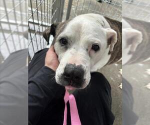 Mutt Dogs for adoption in Woodland, CA, USA