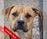 Brinkley - Male Anatolian Shepherd-Boxer Mix Dog for Adoption - Small photo