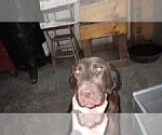 Small Photo #1 Labrador Retriever Puppy For Sale in WASHINGTON, KS, USA