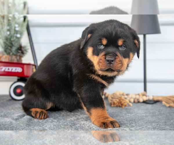 Medium Photo #3 Rottweiler Puppy For Sale in BRYANT, IN, USA