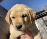 Small Photo #1 Labrador Retriever Puppy For Sale in BRIGHTON, MO, USA