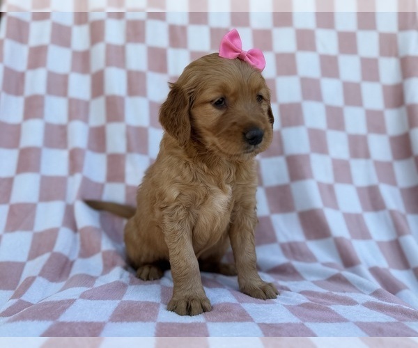 Medium Photo #3 Golden Retriever Puppy For Sale in LAKELAND, FL, USA