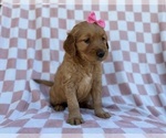 Small #2 Golden Retriever