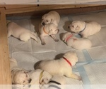 Small Photo #13 Labrador Retriever Puppy For Sale in MOSES LAKE, WA, USA
