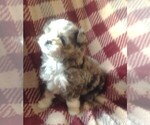 Small Photo #6 Bernedoodle (Miniature) Puppy For Sale in PARKER, PA, USA