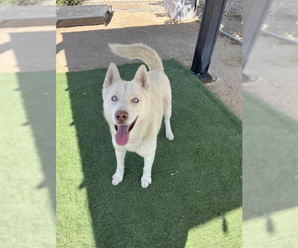 Medium Photo #2 Siberian Husky-Unknown Mix Puppy For Sale in HESPERIA, CA, USA
