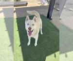 Small #1 Siberian Husky Mix