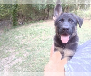 German Shepherd Dog Puppy for sale in RATTAN, OK, USA