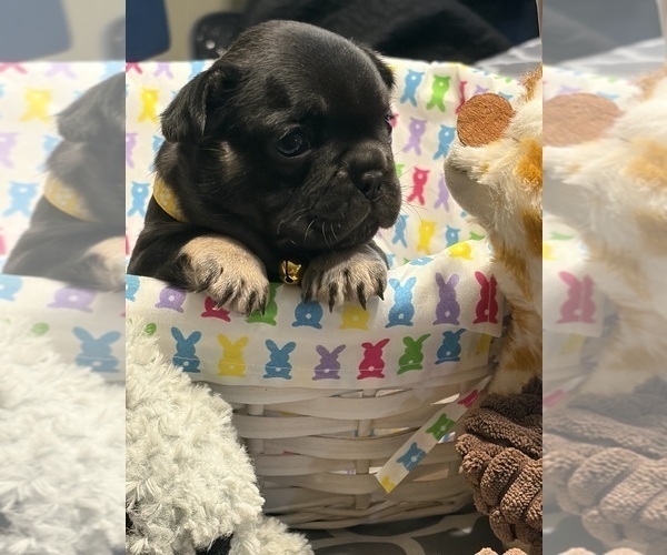 Medium Photo #10 French Bulldog Puppy For Sale in LEESVILLE, LA, USA