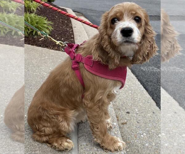 Medium Photo #2 Cocker Spaniel Puppy For Sale in Westminster, MD, USA