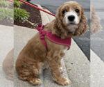 Small #1 Cocker Spaniel