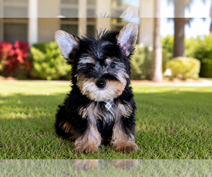 Yorkshire Terrier Puppy for Sale in HOMESTEAD, Florida USA