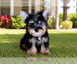 Image preview for Ad Listing. Nickname: Valentino