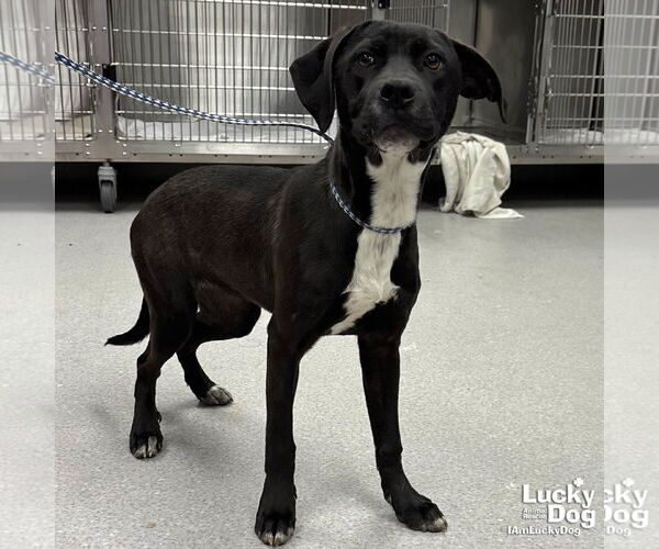 Medium Photo #2 Labrador Retriever-Unknown Mix Puppy For Sale in Washington, DC, USA