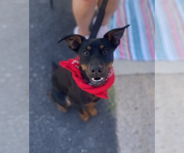Medium Photo #3 Miniature Pinscher-Unknown Mix Puppy For Sale in Mount Laurel, NJ, USA