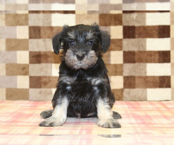 Medium Photo #3 Schnauzer (Miniature) Puppy For Sale in DENVER, PA, USA