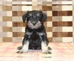 Small #2 Schnauzer (Miniature)