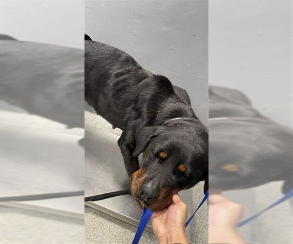 Medium Photo #1 Rottweiler Puppy For Sale in Tallahassee, FL, USA