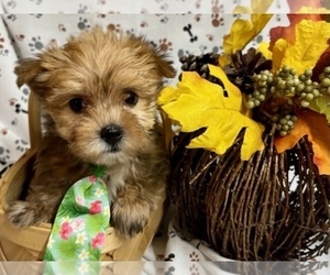 Yorkshire Terrier Puppy for sale in JONESTOWN, TX, USA